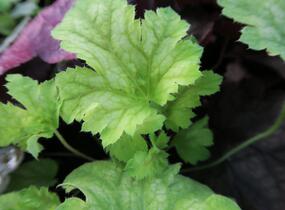 Dlužicha 'Painter Da Vinci' - Heuchera hybrida 'Painter Da Vinci'
