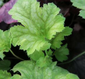 Dlužicha 'Painter Da Vinci' - Heuchera hybrida 'Painter Da Vinci'