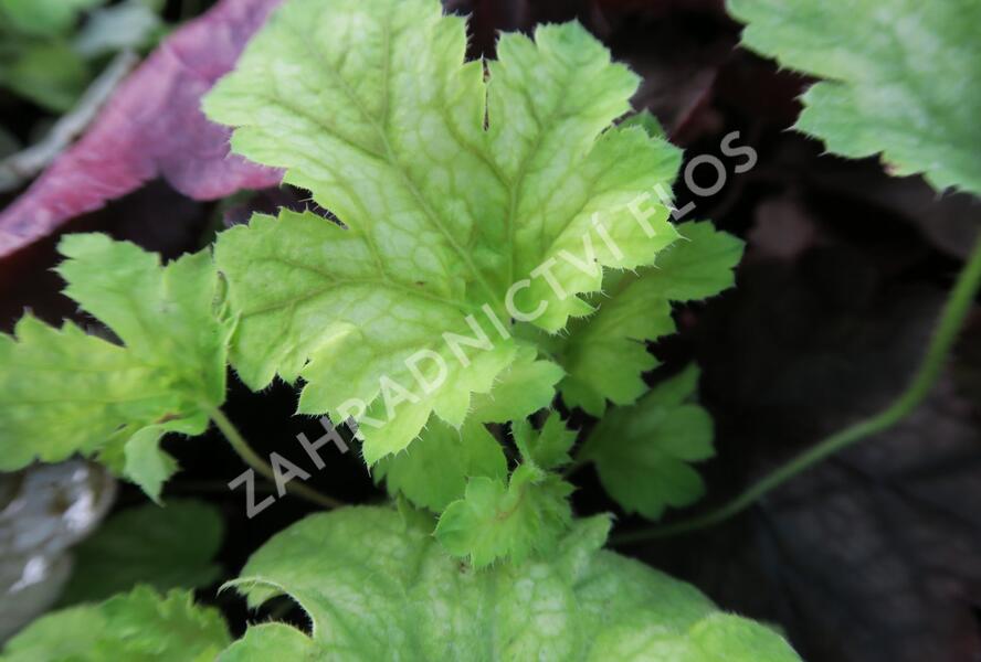 Dlužicha 'Painter Da Vinci' - Heuchera hybrida 'Painter Da Vinci'