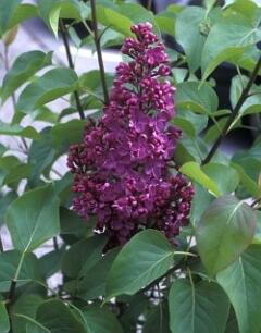 Šeřík obecný 'Sarah Sands' - Syringa vulgaris 'Sarah Sands'