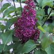 Šeřík obecný 'Sarah Sands' - Syringa vulgaris 'Sarah Sands'