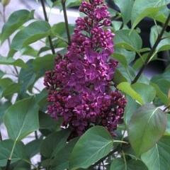 Šeřík obecný 'Sarah Sands' - Syringa vulgaris 'Sarah Sands'