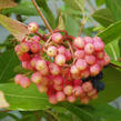 Kalina 'Pink Beauty' - Viburnum nudum 'Pink Beauty'
