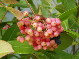 Kalina 'Pink Beauty' - Viburnum nudum 'Pink Beauty'