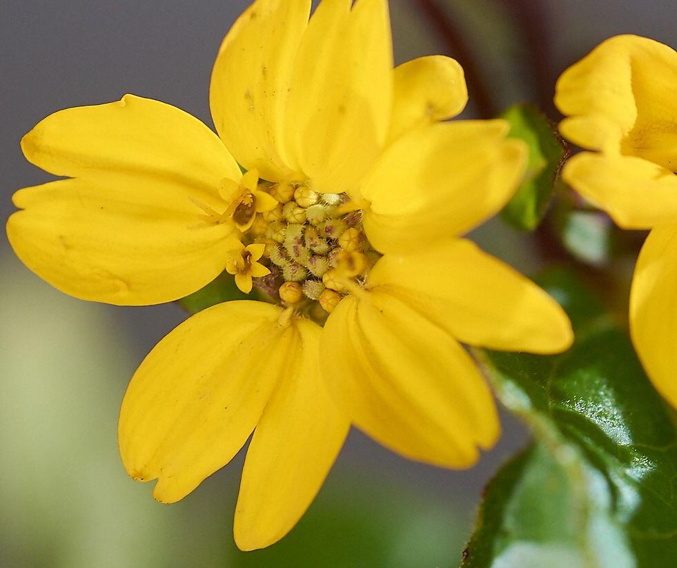 Ostálka viržinská 'Andre Viette' - Chrysogonum virginianum 'Andre Viette'