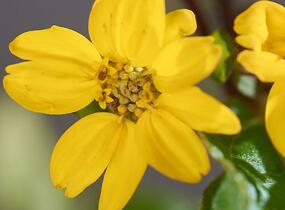 Ostálka viržinská 'Andre Viette' - Chrysogonum virginianum 'Andre Viette'