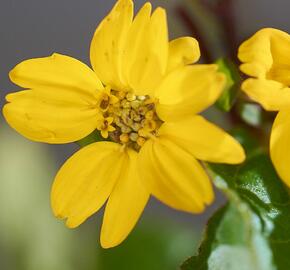 Ostálka viržinská 'Andre Viette' - Chrysogonum virginianum 'Andre Viette'