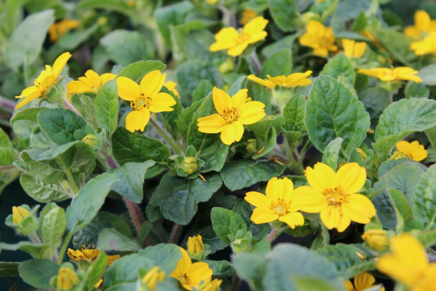 Ostálka viržinská 'Andre Viette' - Chrysogonum virginianum 'Andre Viette'