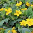 Ostálka viržinská 'Andre Viette' - Chrysogonum virginianum 'Andre Viette'