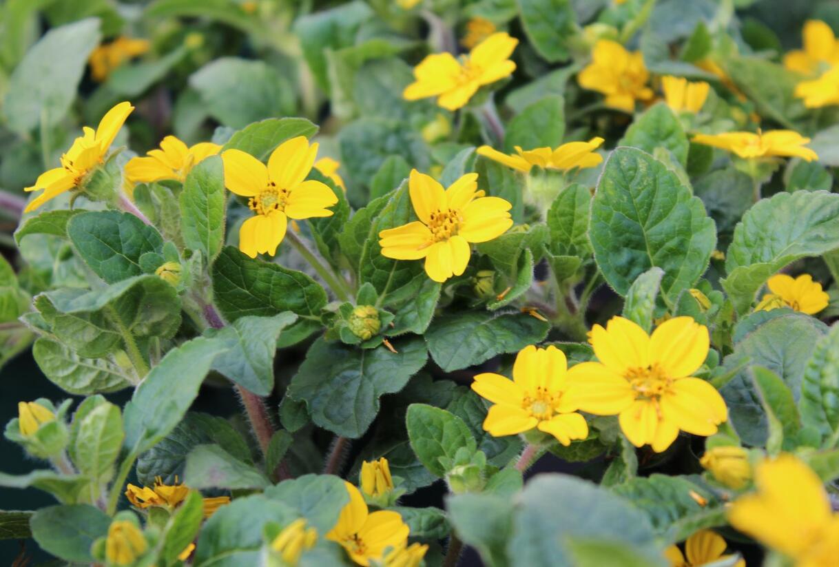 Ostálka viržinská 'Andre Viette' - Chrysogonum virginianum 'Andre Viette'