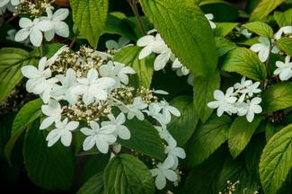 Kalina japonská 'Kilimandjaro' - Viburnum plicatum 'Kilimandjaro'