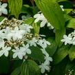 Kalina japonská 'Kilimandjaro' - Viburnum plicatum 'Kilimandjaro'