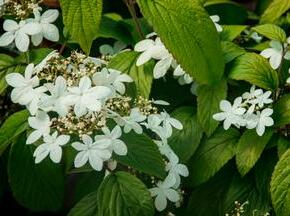 Kalina japonská 'Kilimandjaro' - Viburnum plicatum 'Kilimandjaro'