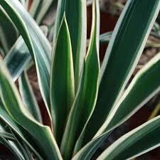 Juka 'Ivory Towers' - Yucca flaccida 'Ivory Towers'