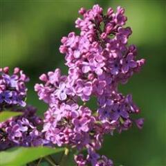 Šeřík obecný 'Ruhm von Horstenstein' - Syringa vulgaris 'Ruhm von Horstenstein'