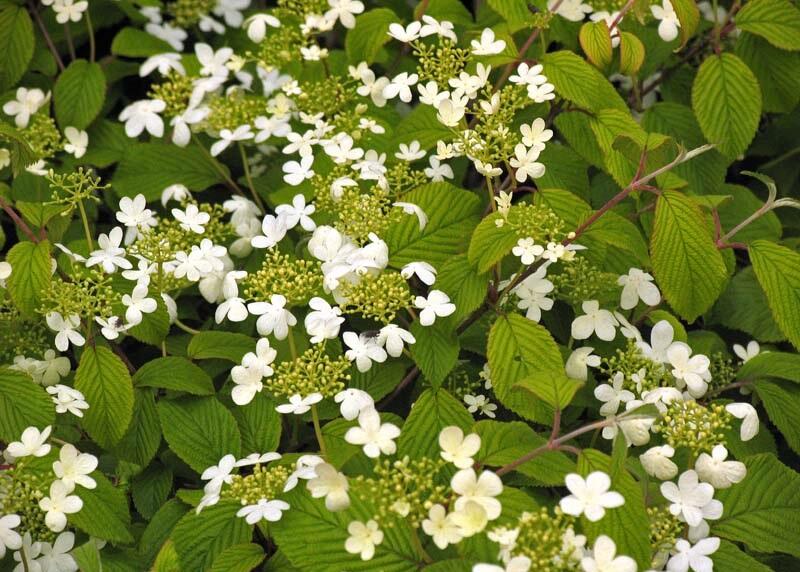 Kalina japonská 'Rowallane' - Viburnum plicatum 'Rowallane'