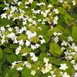 Kalina japonská 'Rowallane' - Viburnum plicatum 'Rowallane'