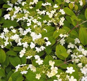 Kalina japonská 'Rowallane' - Viburnum plicatum 'Rowallane'