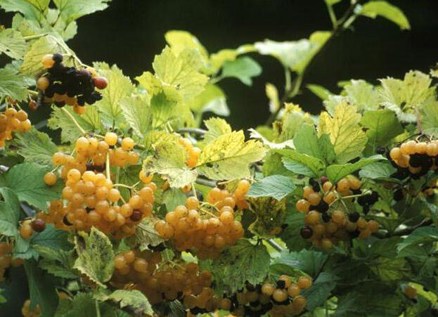 Kalina obecná 'Xanthocarpum' - Viburnum opulus 'Xanthocarpum'