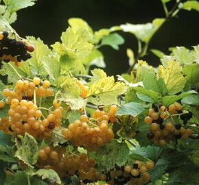 Kalina obecná 'Xanthocarpum' - Viburnum opulus 'Xanthocarpum'