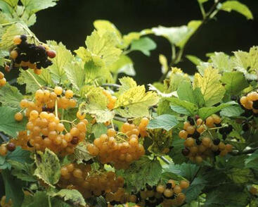 Kalina obecná 'Xanthocarpum'