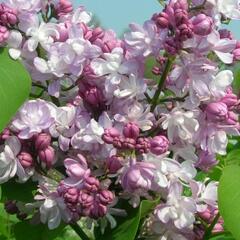 Šeřík obecný 'Montaigne' - Syringa vulgaris 'Montaigne'