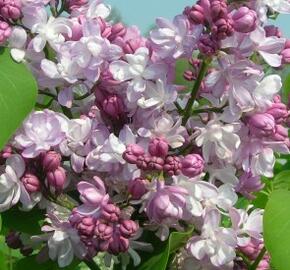 Šeřík obecný 'Montaigne' - Syringa vulgaris 'Montaigne'