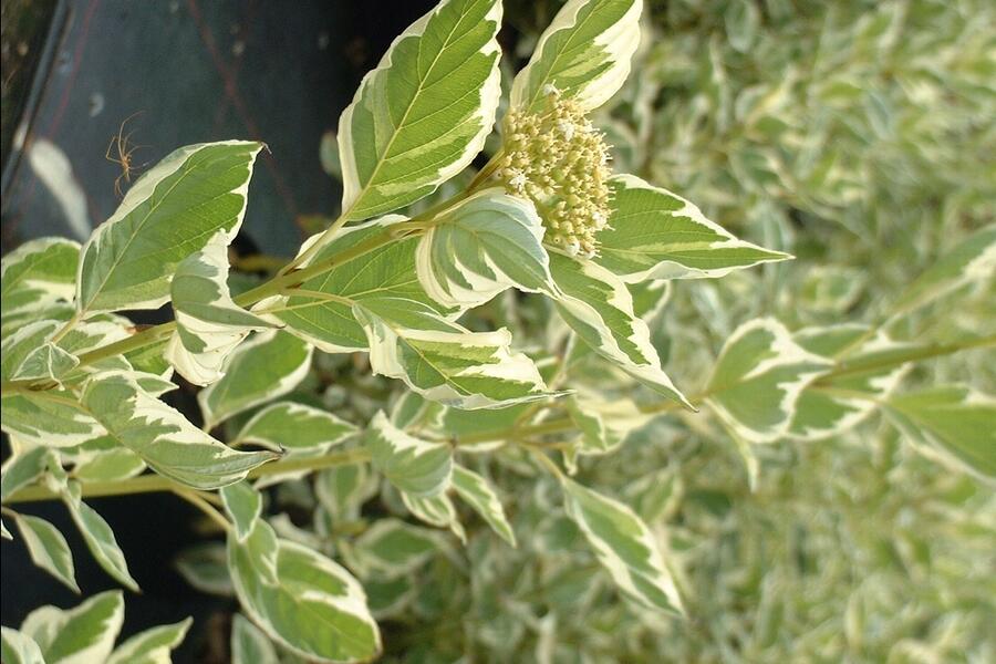 Svída výběžkatá 'White Gold' - Cornus sericea 'White Gold'