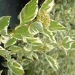 Svída výběžkatá 'White Gold' - Cornus sericea 'White Gold'
