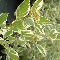 Svída výběžkatá 'White Gold' - Cornus sericea 'White Gold'