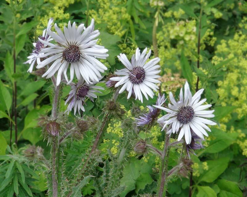 Berkheya purpurová - Berkheya purpurea