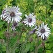 Berkheya purpurová - Berkheya purpurea