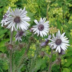 Berkheya purpurová - Berkheya purpurea