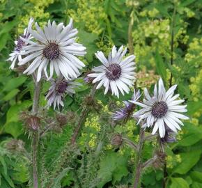 Berkheya purpurová - Berkheya purpurea