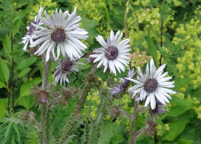 Berkheya purpurová - Berkheya purpurea