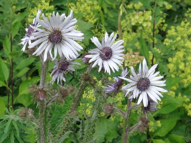 Berkheya purpurová - Berkheya purpurea