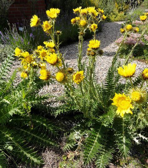 Berkheya multijuga - Berkheya multijuga