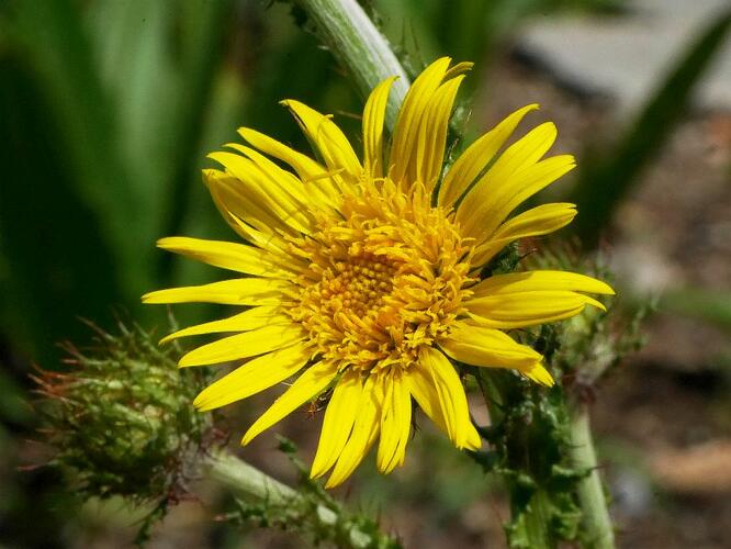 Berkheya multijuga - Berkheya multijuga
