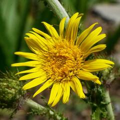 Berkheya multijuga - Berkheya multijuga