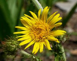 Berkheya multijuga