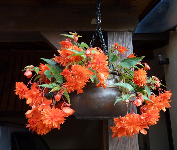 Begónie 'Elserta Orange Rot' - Begonia 'Elserta Orange Rot'