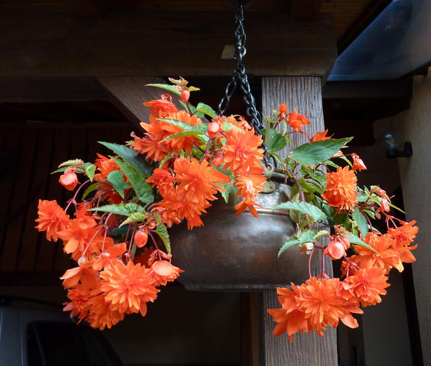 Begónie 'Elserta Orange Rot' - Begonia 'Elserta Orange Rot'