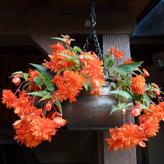Begónie 'Elserta Orange Rot' - Begonia 'Elserta Orange Rot'
