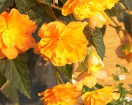 Begónie 'Apadana Champagner'