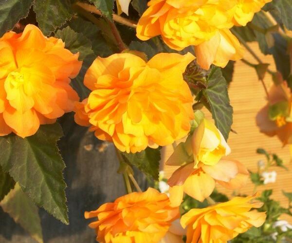 Begónie 'Apadana Champagner' - Begonia 'Apadana Champagner'