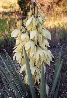 Juka sivá - Yucca glauca