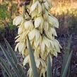 Juka sivá - Yucca glauca