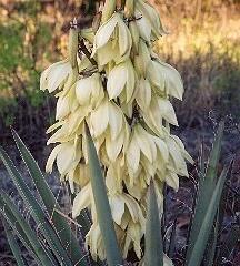 Juka sivá - Yucca glauca