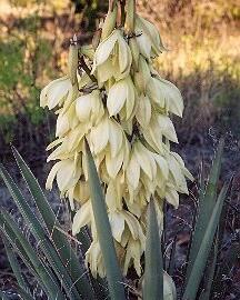 Juka sivá - Yucca glauca