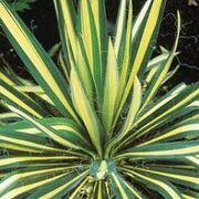 Juka vláknitá 'Gold Heart' - Yucca filamentosa 'Gold Heart'
